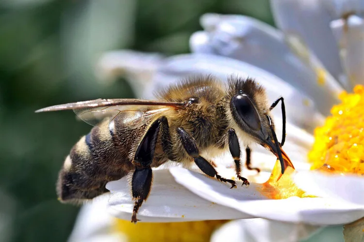 a bee pollinating a flower