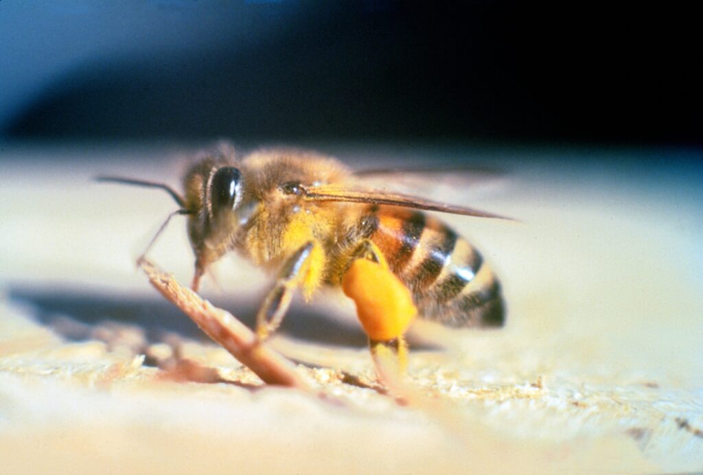 a close up of a bee