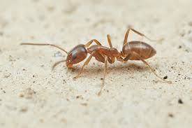 Ants close up of a argentine ant