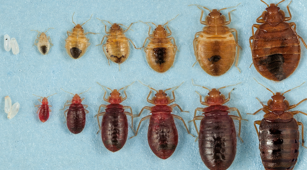 Bed Bugs a picture showing the different life stages of a bed bug