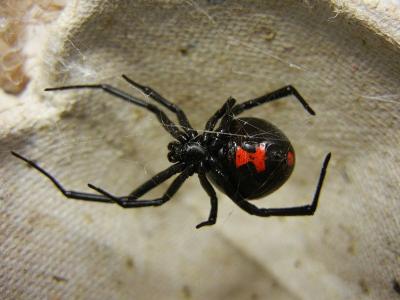close up of a black widow spider