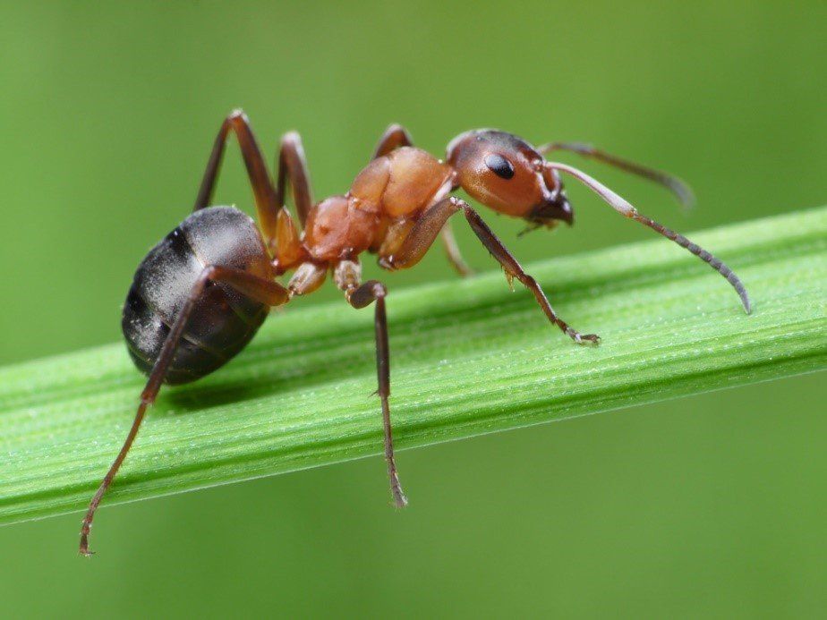 Pest Library close up of a carpenter ant