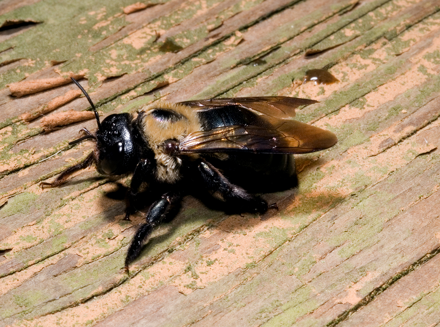 a close up of a carpenter bee
