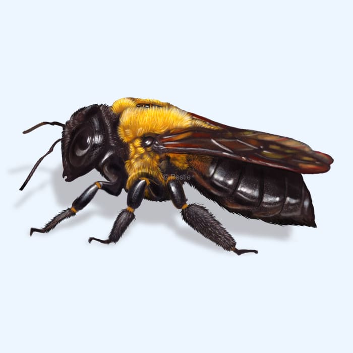 a close up of a carpenter bee