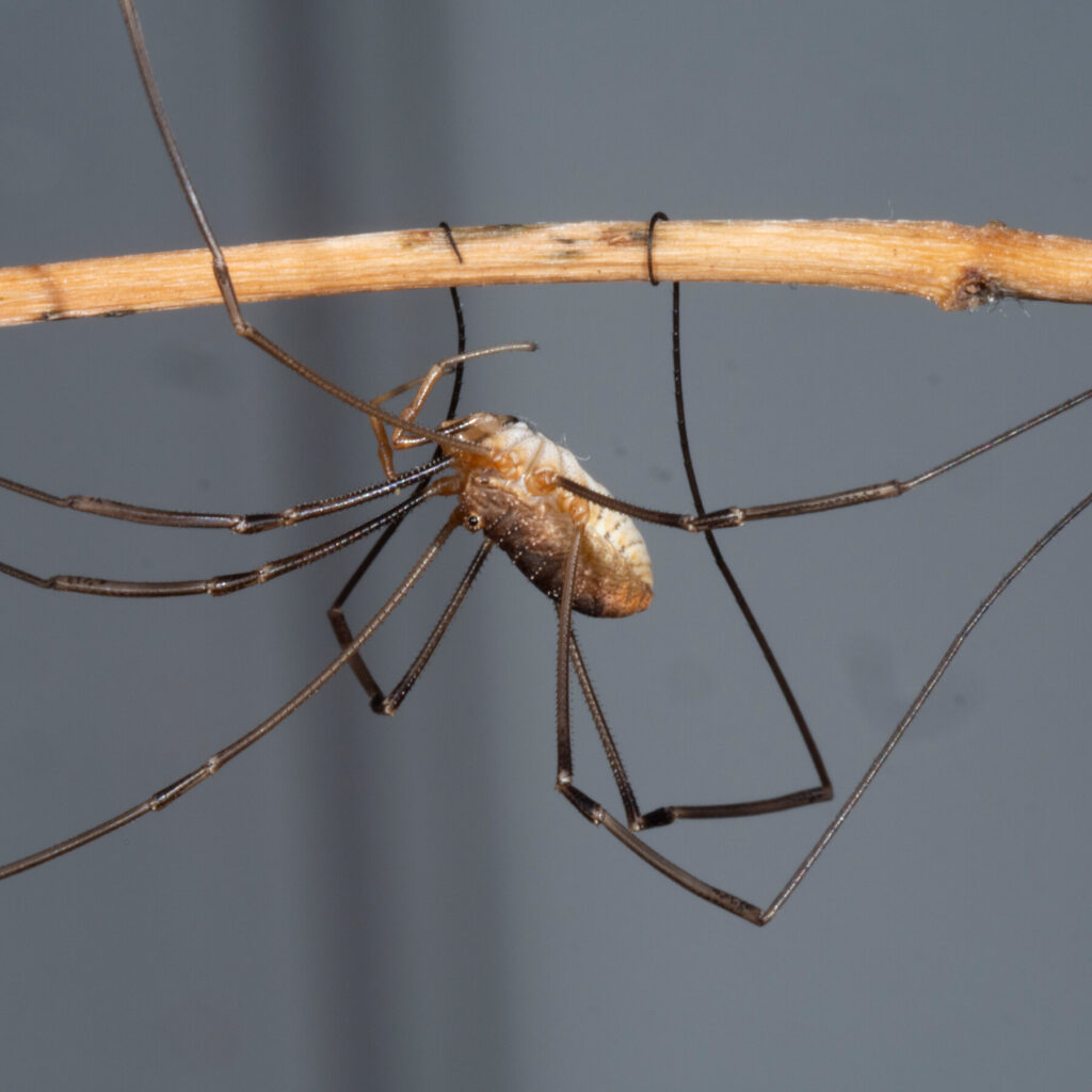 close up of a daddy long leg spider