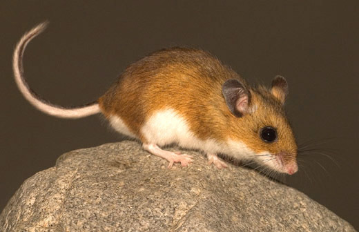 Mice a mouse on a rock