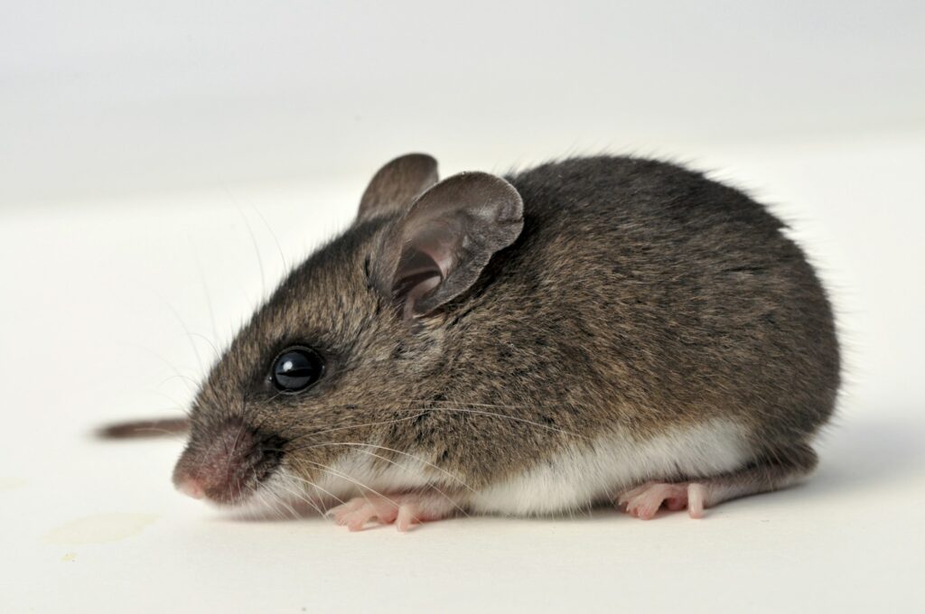 Mice a close up of a mouse