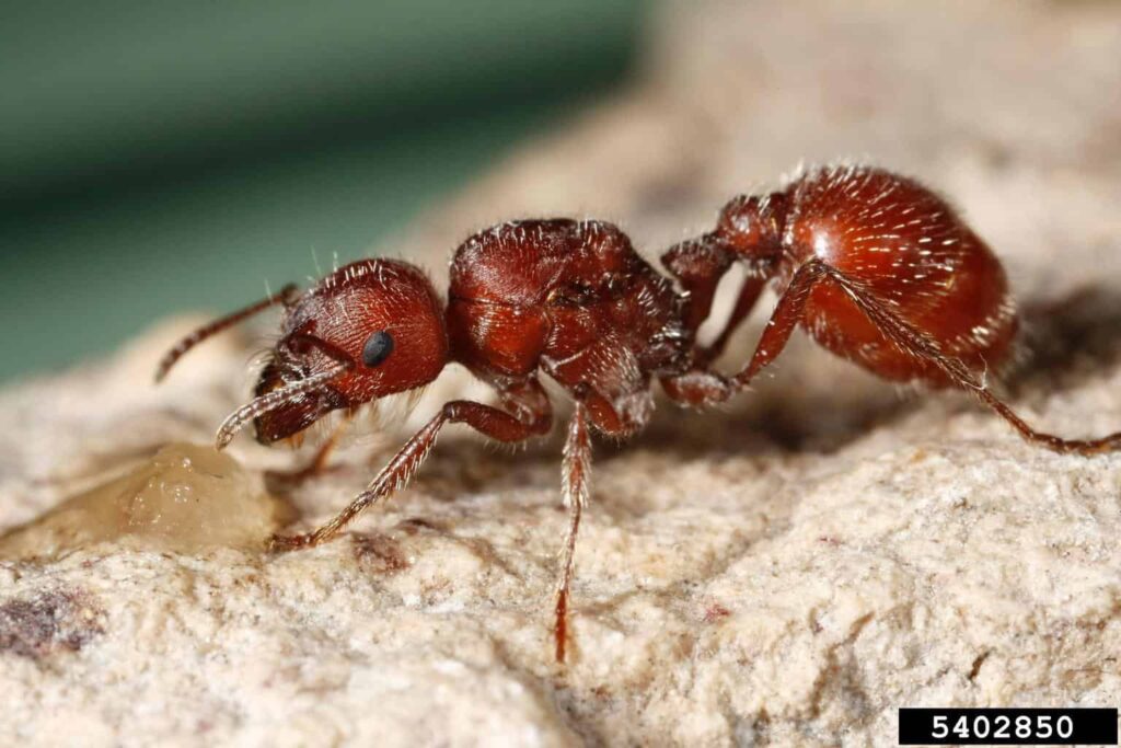 Ants close up of a harvester ant