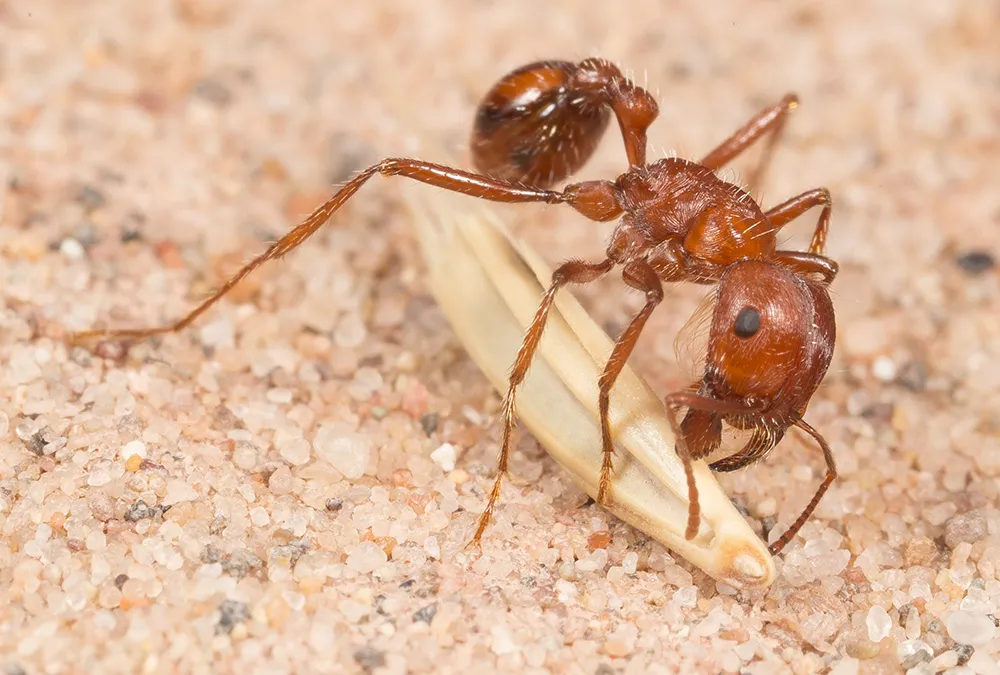 Ants close up of a harvester ant