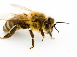 a close up of a bee on white background
