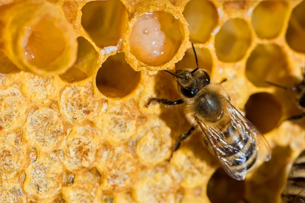 a close up of a bee on honeycomb