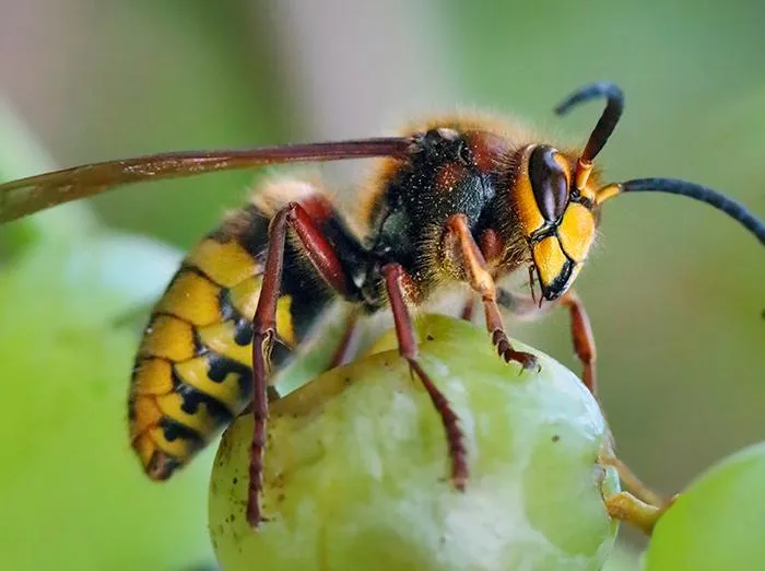 Wasps/Yellowjackets a close up of a hornet on a fruit