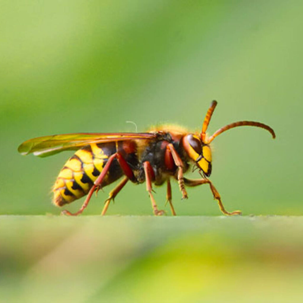 Wasps/Yellowjackets a close up of a hornet on a thing