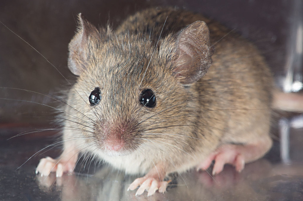 Mice a close up of a mouse
