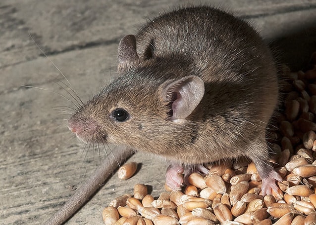 Mice a mouse standing on some grains