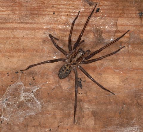 close up of a house spider
