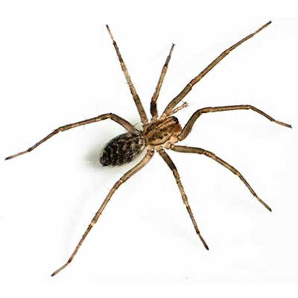 close up of a house spider