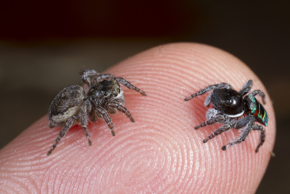 close up of jumping spiders on a finger