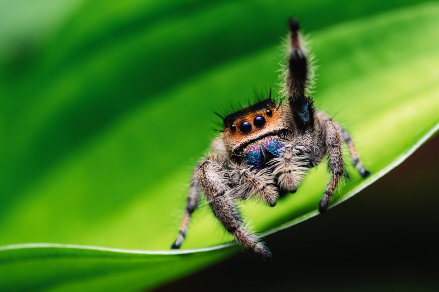 close up of a jumping spider