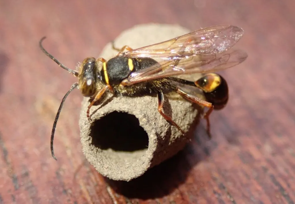 a close up of a mud dauber