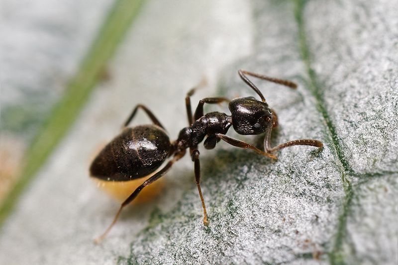 Pest Library close up of an odorous house ant