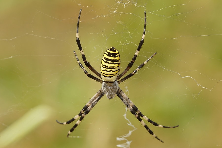 close up of a orb weaver spider