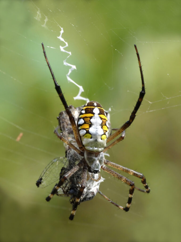 close up of a orb weaver spider