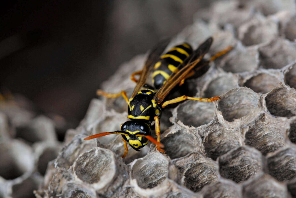 close up of a wasp on a nest