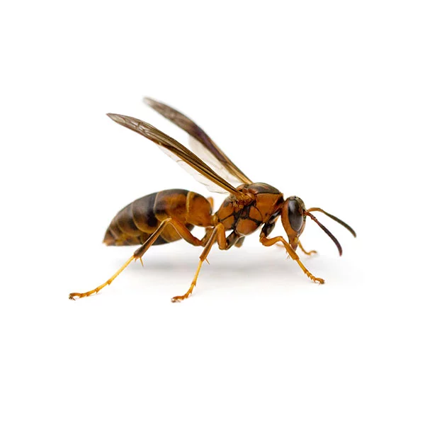 close up of a wasp