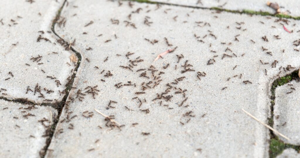 Ants close up of a bunch of pavement ants
