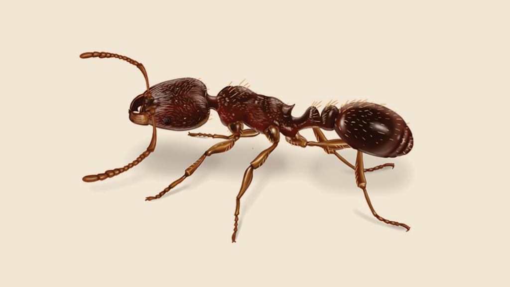 Ants close up of a pavement ant