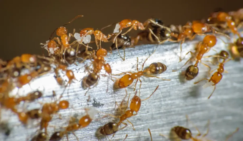 Ants close up of a bunch of pharoah ants