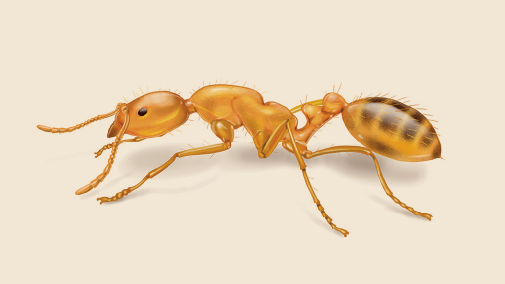 Ants manmade image of a pharoah ant