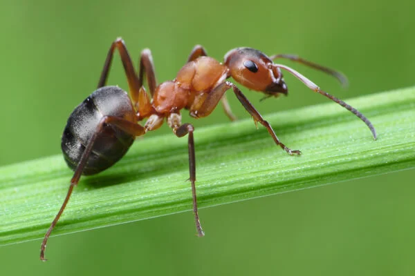 Ants close up of a thatching ant