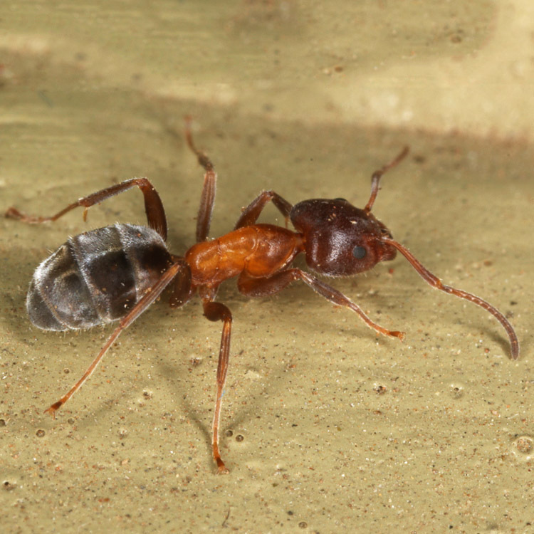 Ants close up of a velvety tree ant