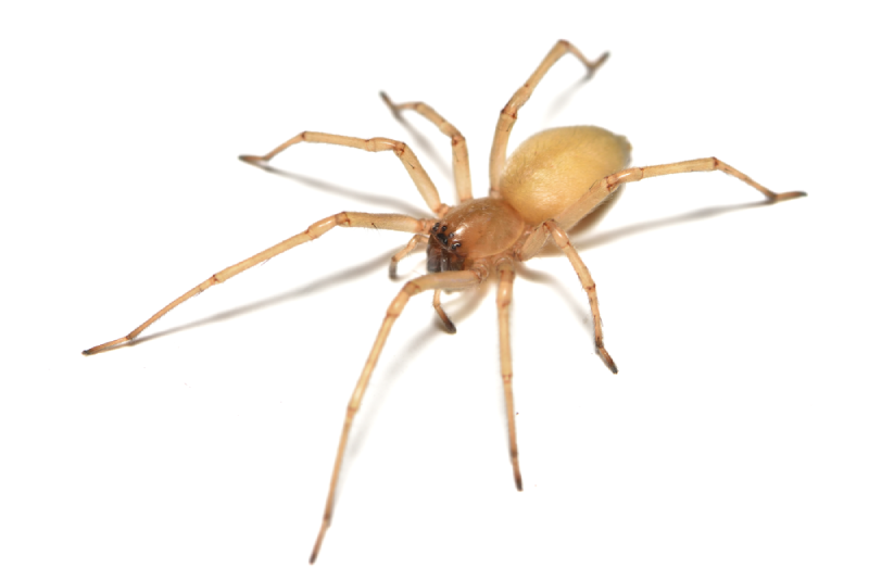 close up of a yellow spider