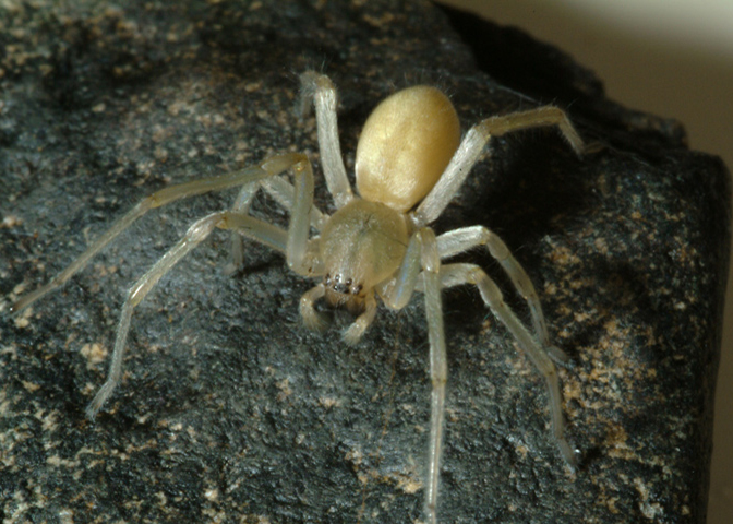close up of a spider