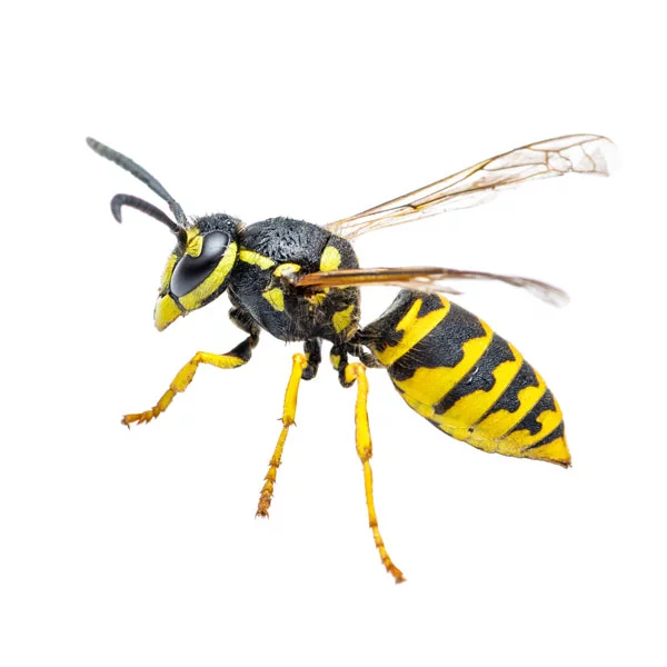 close up picture of a yellowjacket
