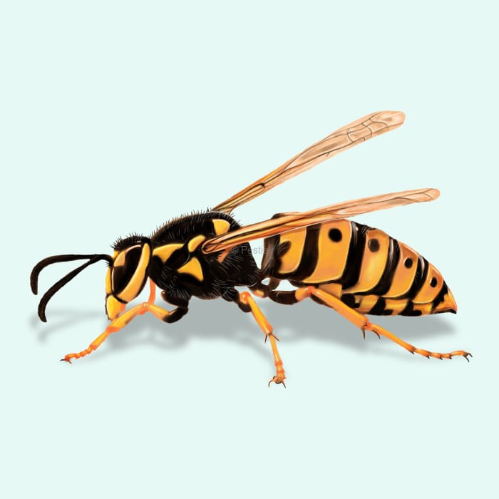 close up of a yellowjacket
