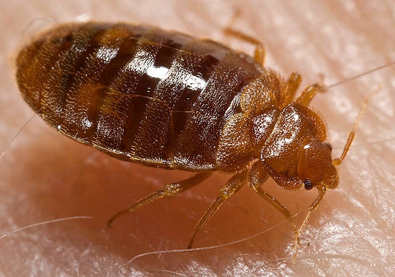 Pest Library close up of a bed bug