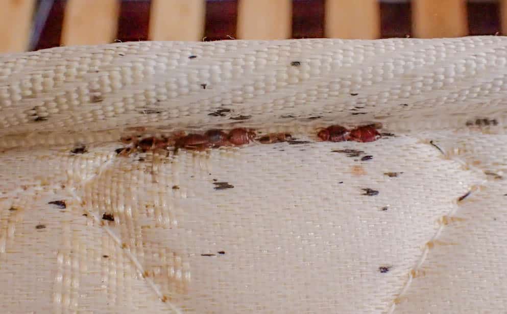 a picture of bed bugs in the fold of a mattress