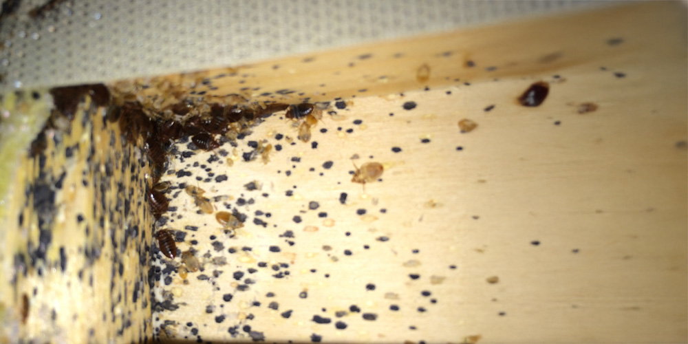 Bed Bugs a picture of bed bugs in a bed box spring