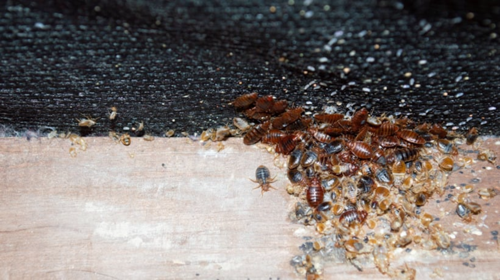 Bed Bugs a picture of a bunch of bed bugs