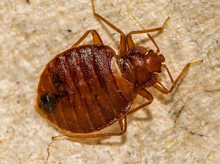 Pest Library close up of a bed bug