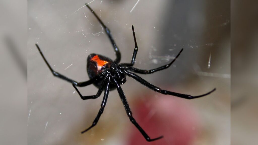 Pest Library close up of a black widow spider