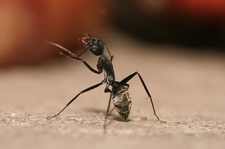 Ants close up of a carpenter ant