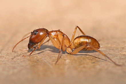 Ants close up of a carpenter ant