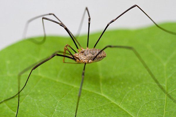 Pest Library close up of a daddy long leg spider
