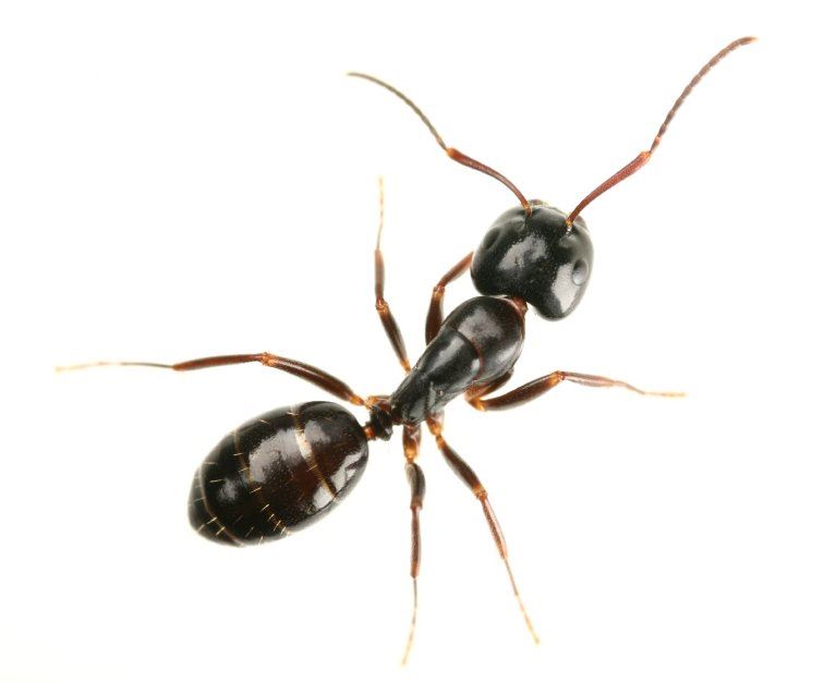 Ants close up of a moisture ant