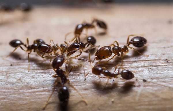 Ants close up of a bunch of moisture ants